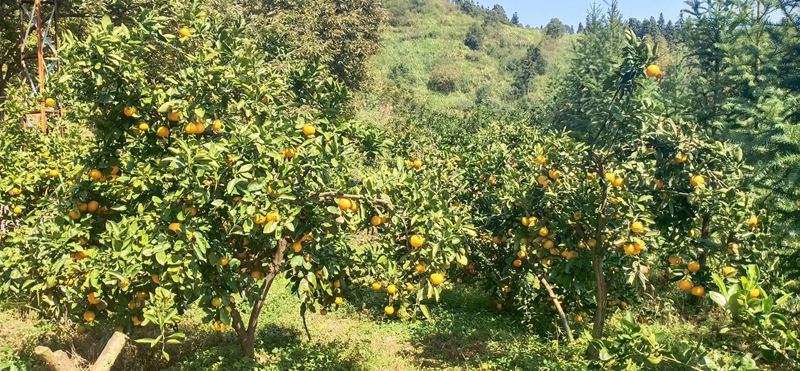 我能想到最浪漫的事情,就是和你回歸田園生活,一起變老!(圖13) 睿婕輕鋼別墅
